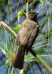 Pycnonotus barbatus tricolor