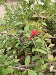 Gambelia