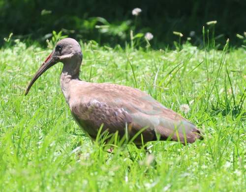 iNaturalist: (c) Corné Rautenbach, some rights reserved (CC BY-NC), uploaded by Corné Rautenbach iNaturalist image