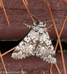 Panthea acronyctoides