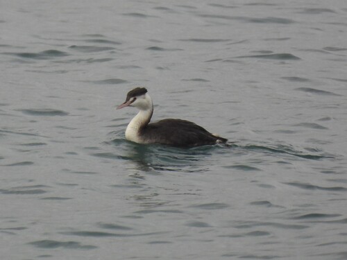 iNaturalist: (c) lucapassalacqua, some rights reserved (CC BY-NC) iNaturalist image