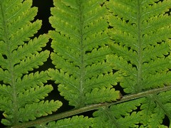 Amauropelta concinna