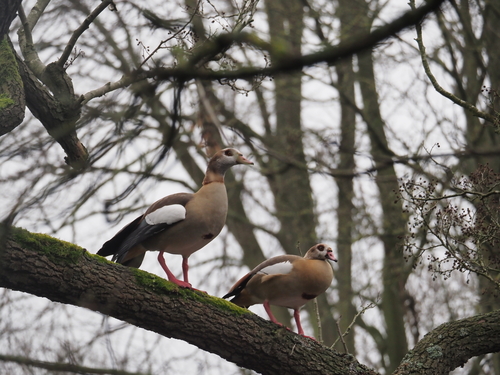 iNaturalist: (c) Phil Miller, some rights reserved (CC BY-NC), uploaded by Phil Miller iNaturalist image