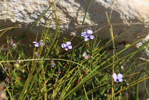 Cape Violet (Viola decumbens)