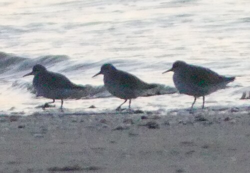 iNaturalist: (c) felixeckley, some rights reserved (CC BY-NC) iNaturalist image