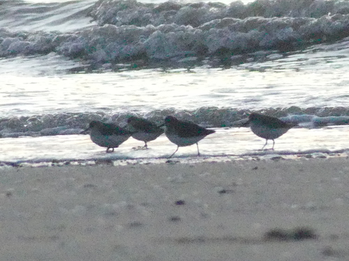 iNaturalist: (c) felixeckley, some rights reserved (CC BY-NC) iNaturalist image