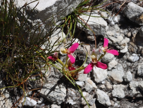 Dry Disa (Disa filicornis)