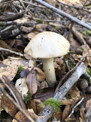 Cortinarius citrinifolius