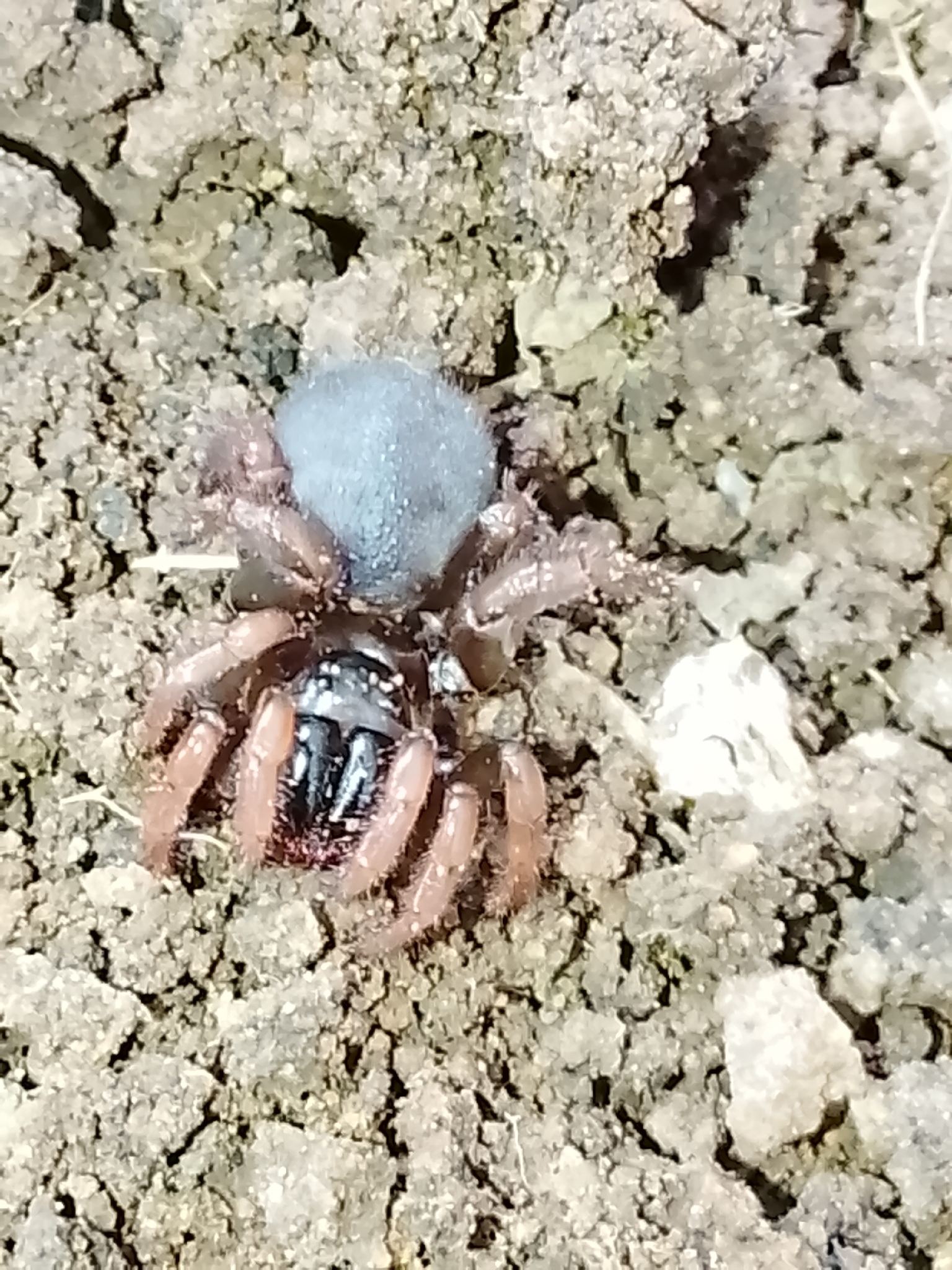 Actinopus robustus (O.Pickard-Cambridge, 1892)