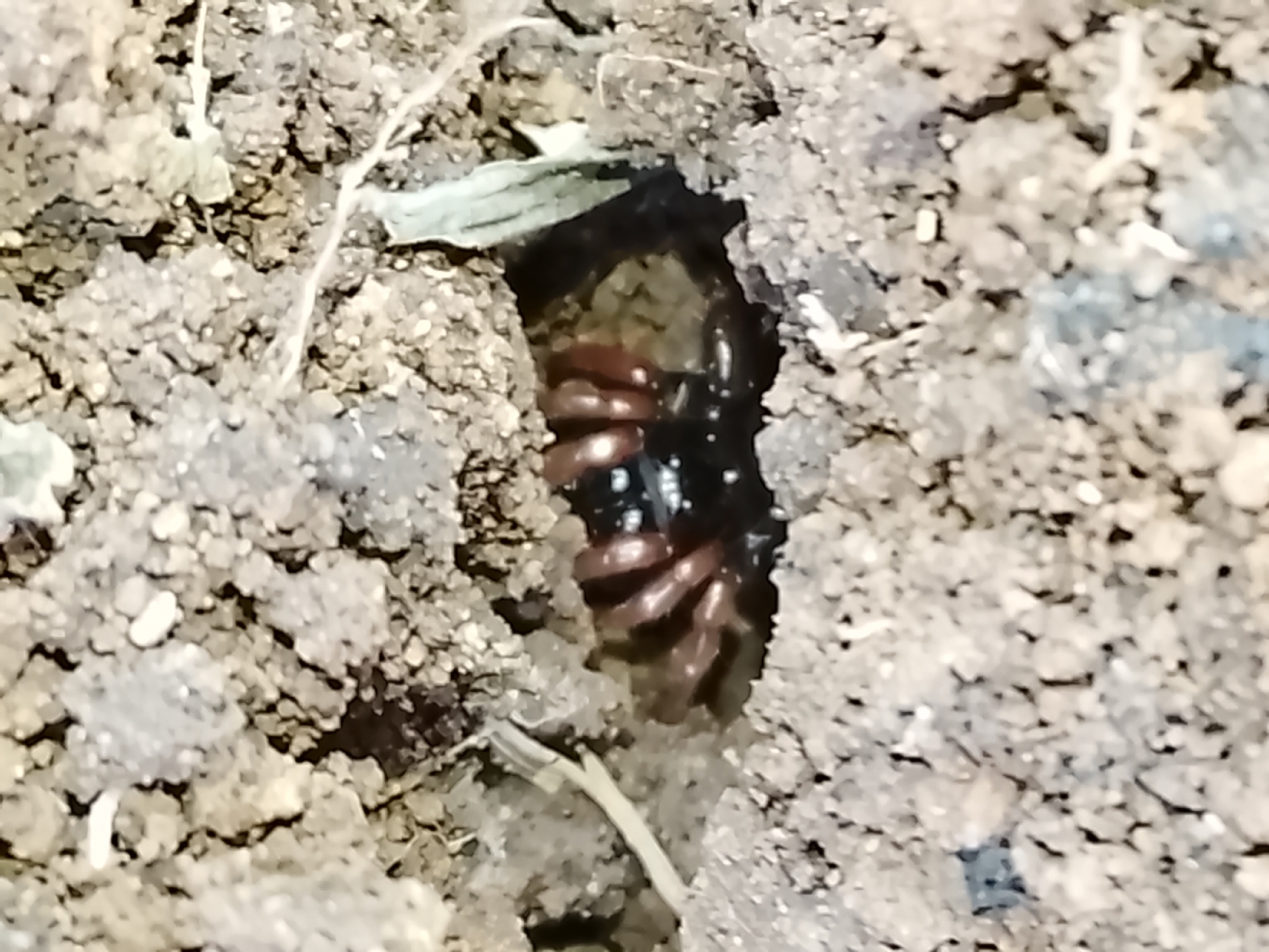 Actinopus robustus (O.Pickard-Cambridge, 1892)