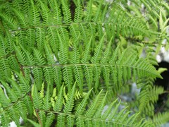 Amauropelta concinna