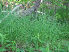 Poa nemoralis