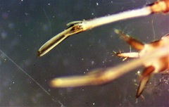 Ellipes minuta