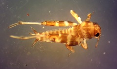 Ellipes minuta