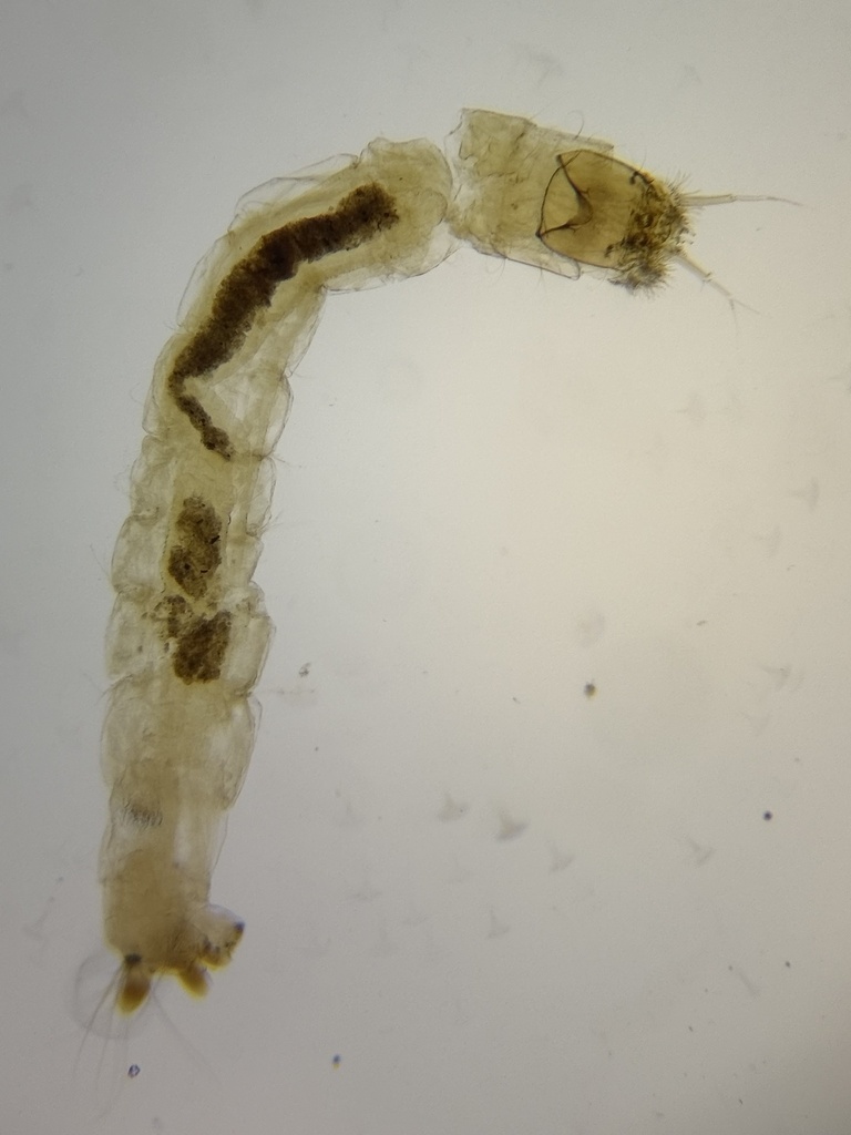 Tanytarsus limneticus