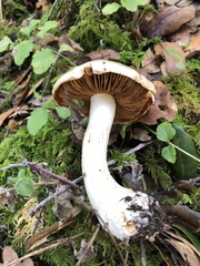 Cortinarius citrinifolius