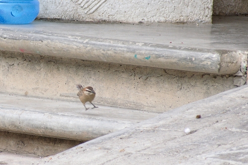 Russet-naped Wren (Campylorhynchus humilis)