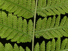 Amauropelta concinna