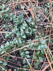 Vaccinium crassifolium