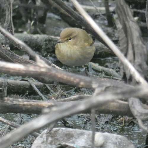 Avistamiento Mosquitero Común