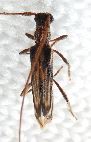 Methia mormona