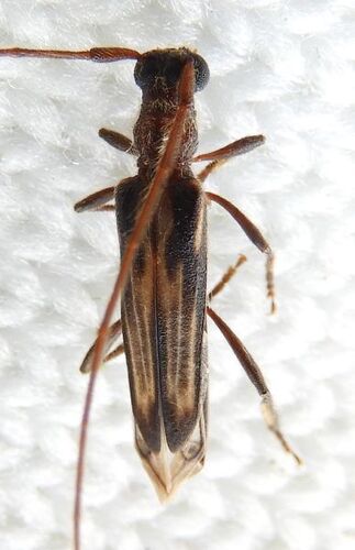 Methia mormona