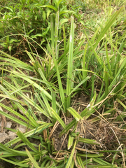 Carex geminata