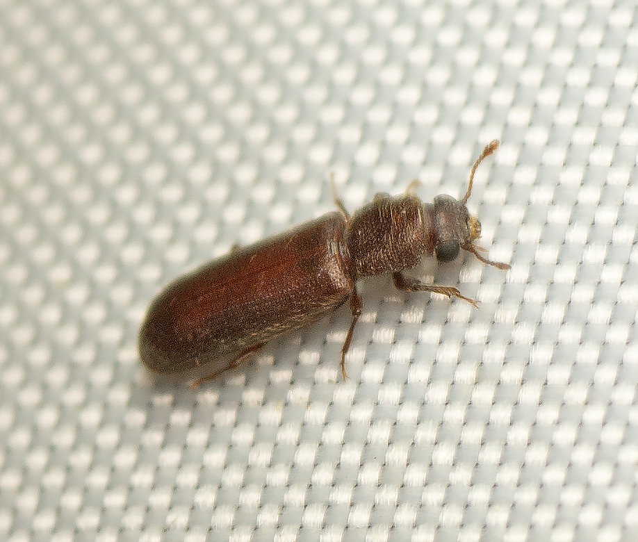 Lyctus parallelocollis