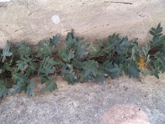 Pleopeltis fallacissima