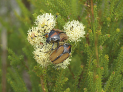 Trichostetha signata