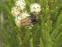 Trichostetha signata
