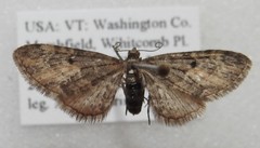 Eupithecia lariciata