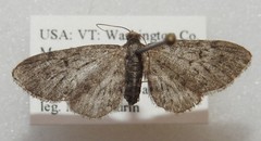 Eupithecia fletcherata