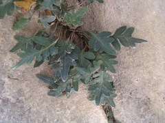 Pleopeltis fallacissima