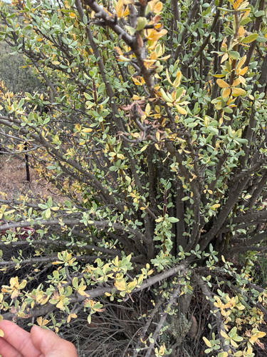 Pork Babooncabbage (Othonna cerarioides)