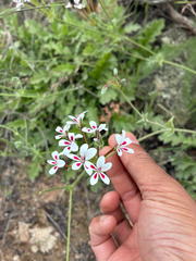 author not stated, no rights reserved Pelargonium pulchellum, photograph author not stated, no rights reserved