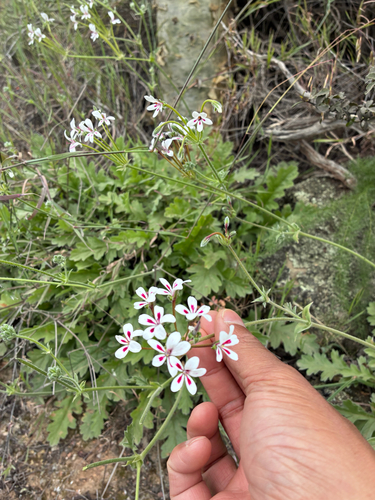 Pelargonium pulchellum, photograph 4