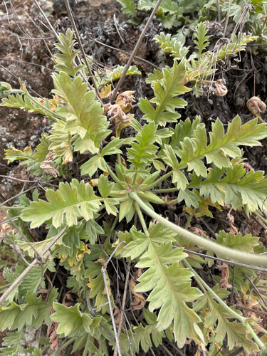 Nonesuch pelargonium (Pelargonium pulchellum)