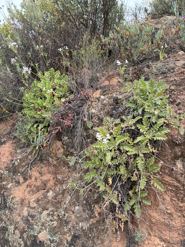 Pelargonium pulchellum, photograph 2