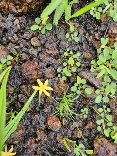 Curculigo pilosa