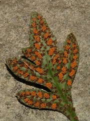 Pleopeltis fallacissima