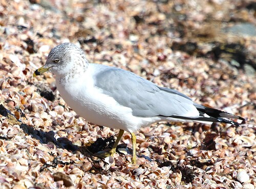 Ring-billed Gull