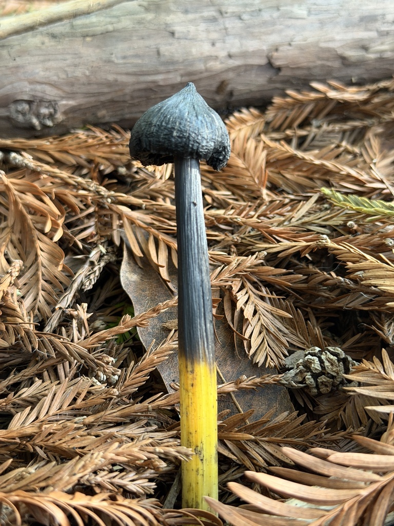 Hygrocybe singeri · January 2026 · photo: © aheyman1 (iNaturalist, cc0)