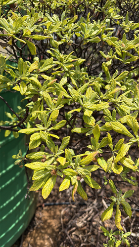 Saint Helena gumwood (Commidendrum robustum)