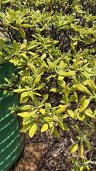 Commidendrum robustum
