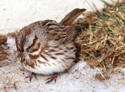 Song Sparrow