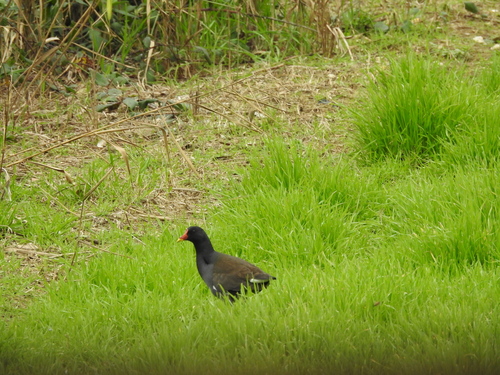 Gallinule poule-d'eau
