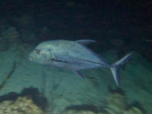Black jack (Caranx lugubris) — Carangidae