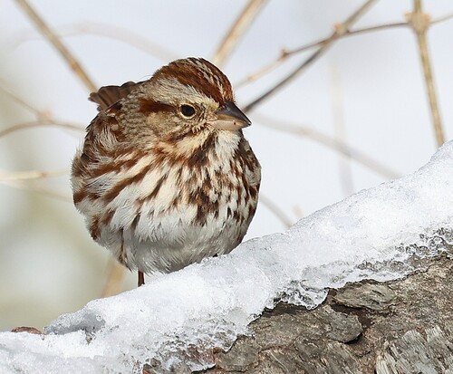 Song Sparrow