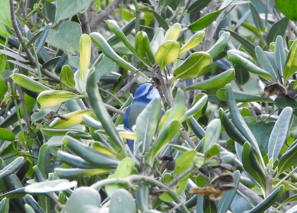 Blaumeise